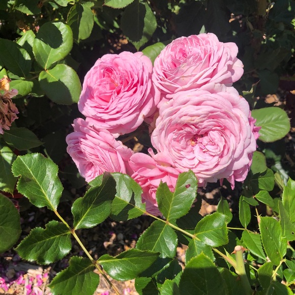 Meet your Posher, Larissa - Picture 2 of 2